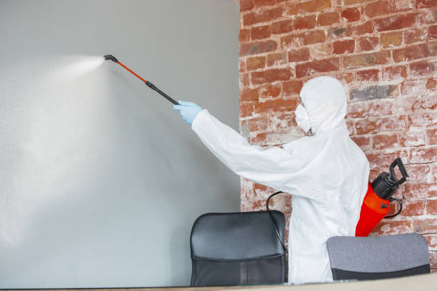 Reliable Overton, TX Mold Removal Solutions