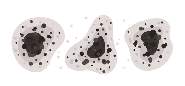 Mold Documentation for Insurance Claims in Overton, TX